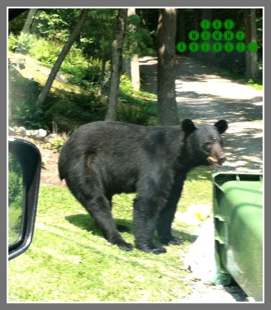 black bear
