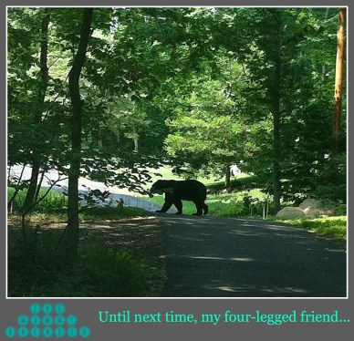 black bear