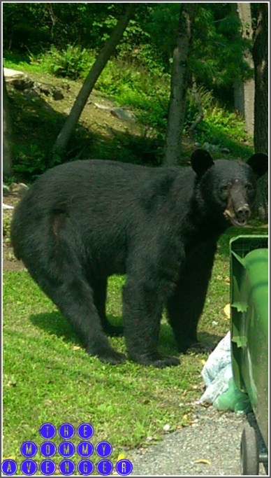 BlackBear