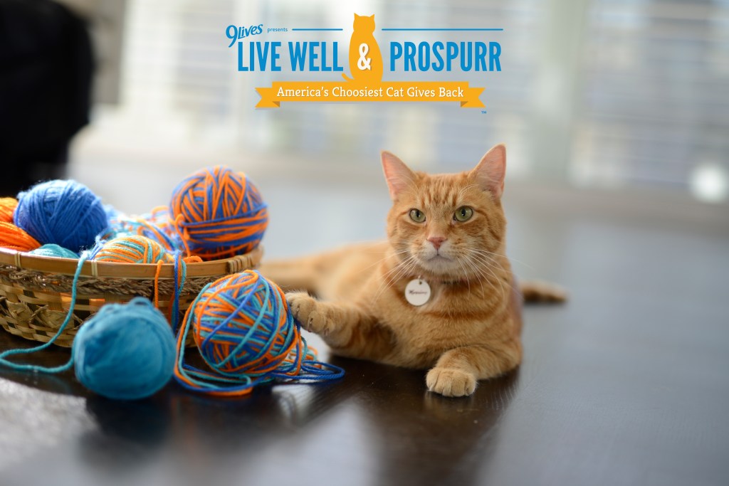 Live Well & Prospurr: A Q & A with Morris the Cat&nbsp;(#sponsored)