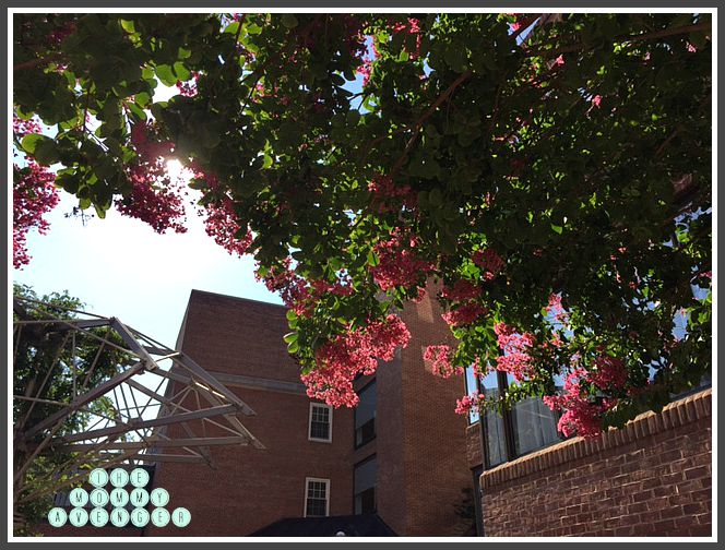 Gallivanting in Georgetown