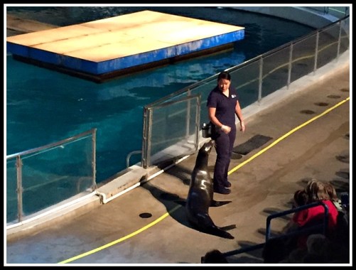 sea lion show