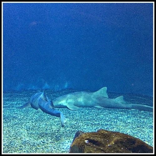 sharks sleeping