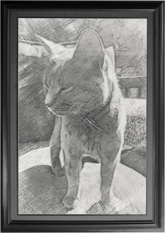 salem-purrfecttogether