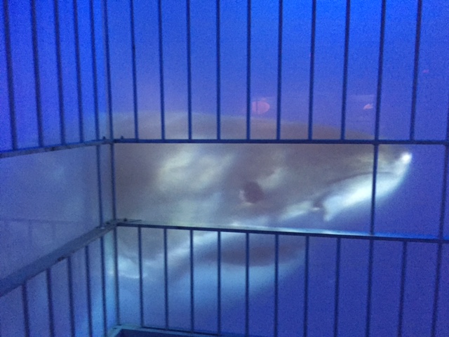 Swimming with the&nbsp;Sharks