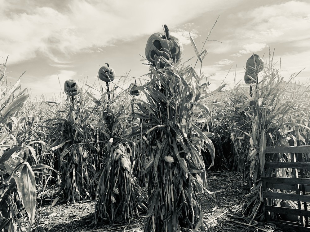 Fall Fun: Glen Ray’s Corn Maze&nbsp;Giveaway!