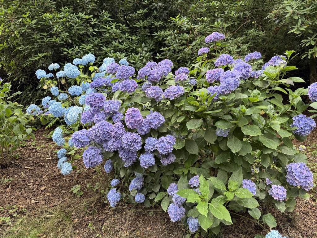 A lush garden area featuring clusters of blue and purple hydrangea flowers surrounded by green foliage.