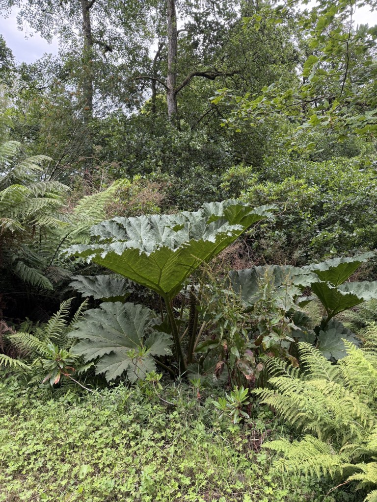 Lush greenery with large leaves in a forest setting, featuring ferns and various plants.